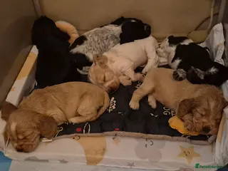 Cocker Spaniel dogs Open for reserve English Cocker Spaniel puppies - Advert 18