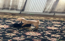 Mixed Breed dogs for sale: Norfolk terrier cross by toy poodle - Image 4