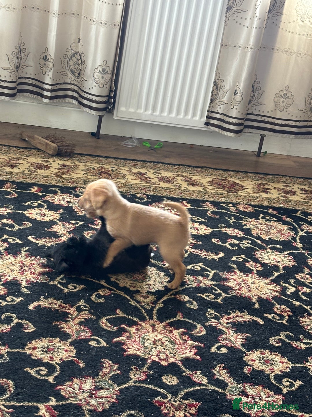 Mixed Breed dogs for sale: Norfolk terrier cross by toy poodle - Image 4