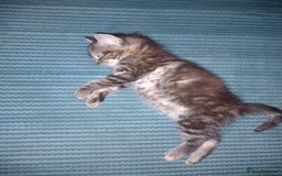 Mixed Breed cats for sale: Beautiful fluffy ginger boy and tabby girl   - Image 4