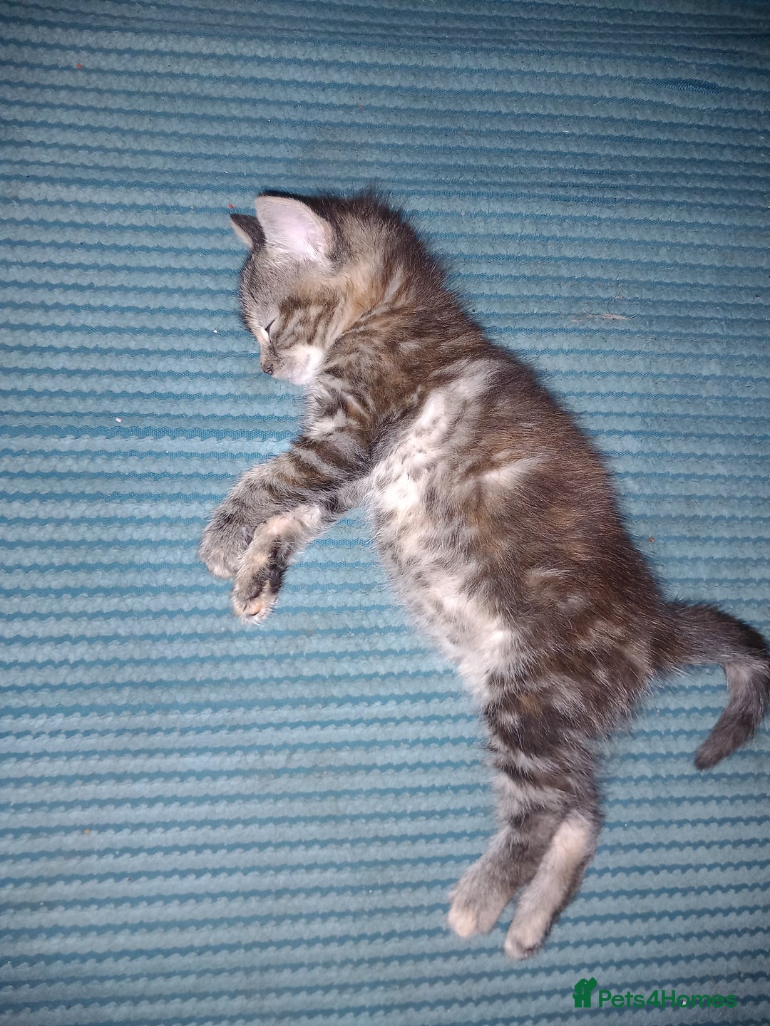 Mixed Breed cats for sale: Beautiful fluffy ginger boy and tabby girl   - Image 4