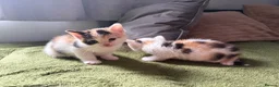 Aegean cats for sale: Aegeans kittens are looking for forever home ❤️ - Advert 23