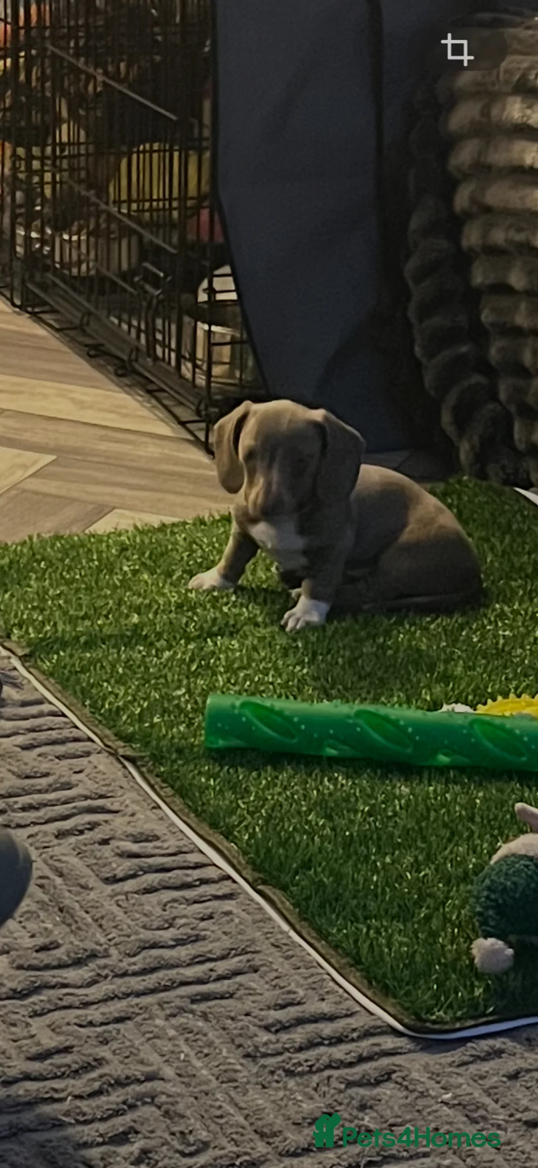 Dachshund dogs for sale: 8 week old Isabelle dashind girl - Advert 2