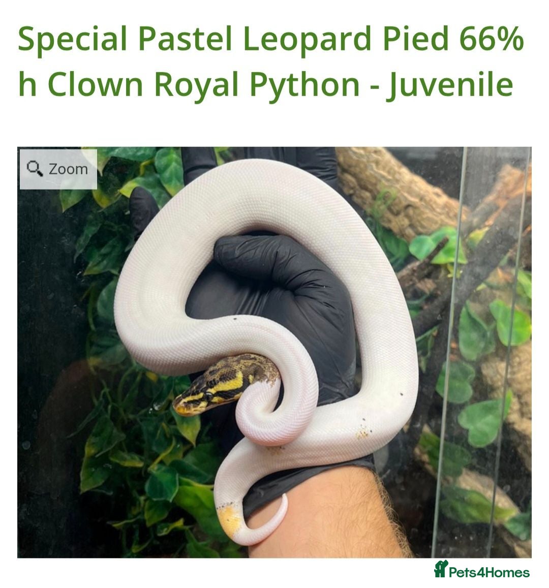 Python Snake reptiles Special pastel leopard pied & vivarium  - Advert 3