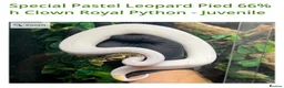 Python Snake reptiles for sale: Special pastel leopard pied & vivarium  in Spalding - Advert 1