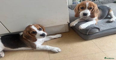 Beagle dogs in Sidcup - Advert 4