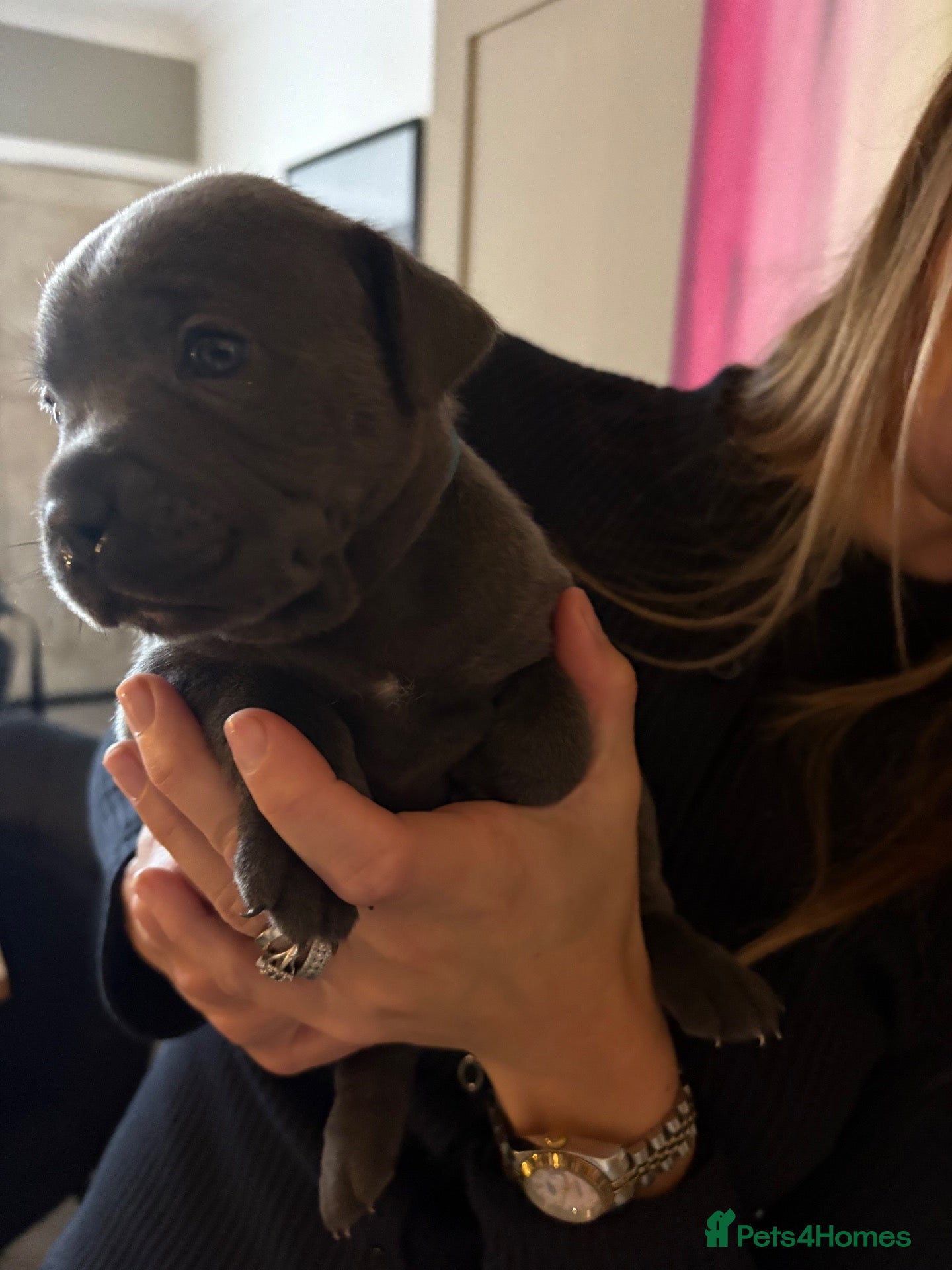 Staffordshire Bull Terrier dogs ***Top Quality KC registered Blue staffy puppies** - Advert 2