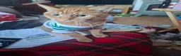 Domestic Shorthair cats for sale: For sale in Portsmouth - Advert 9