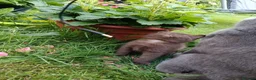Mixed Breed cats for sale: Brown kitten  - Advert 6