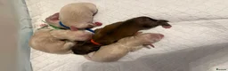 Miniature Dachshund dogs for sale: KC Registered Cream Miniature Dachshund Puppies🐶 - Advert 3