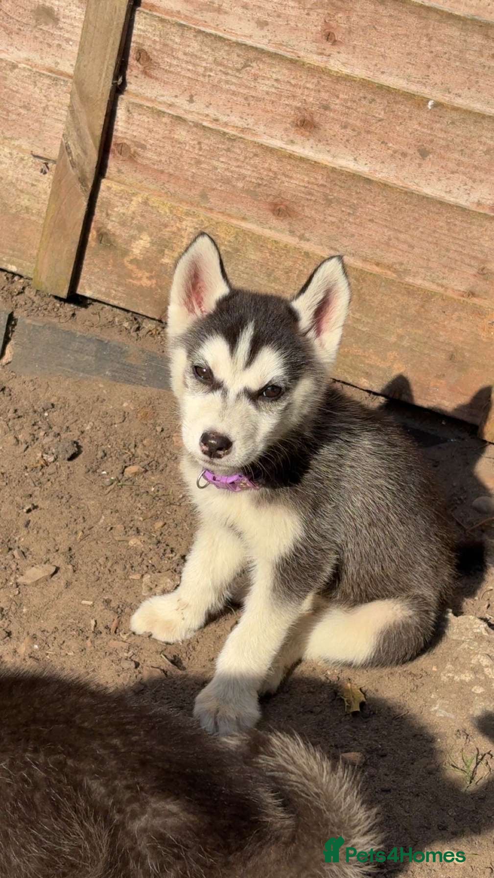 Siberian Husky dogs 3 Siberian Husky pups - Advert 4