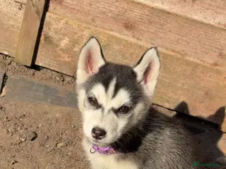 Siberian Husky dogs 3 Siberian Husky pups - Advert 4