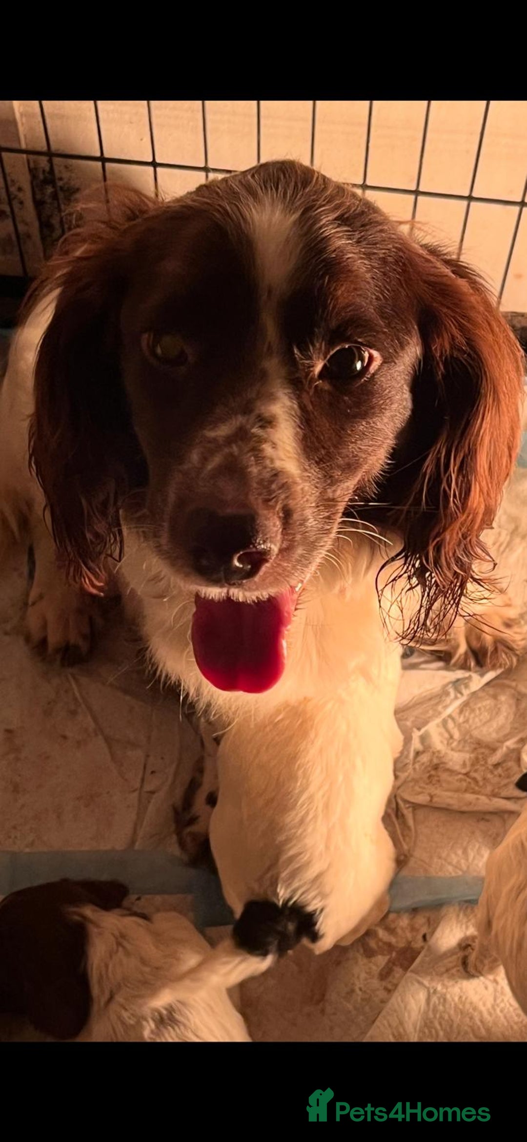 Sprocker dogs for sale: Beautiful Sprocker puppies - Advert 10