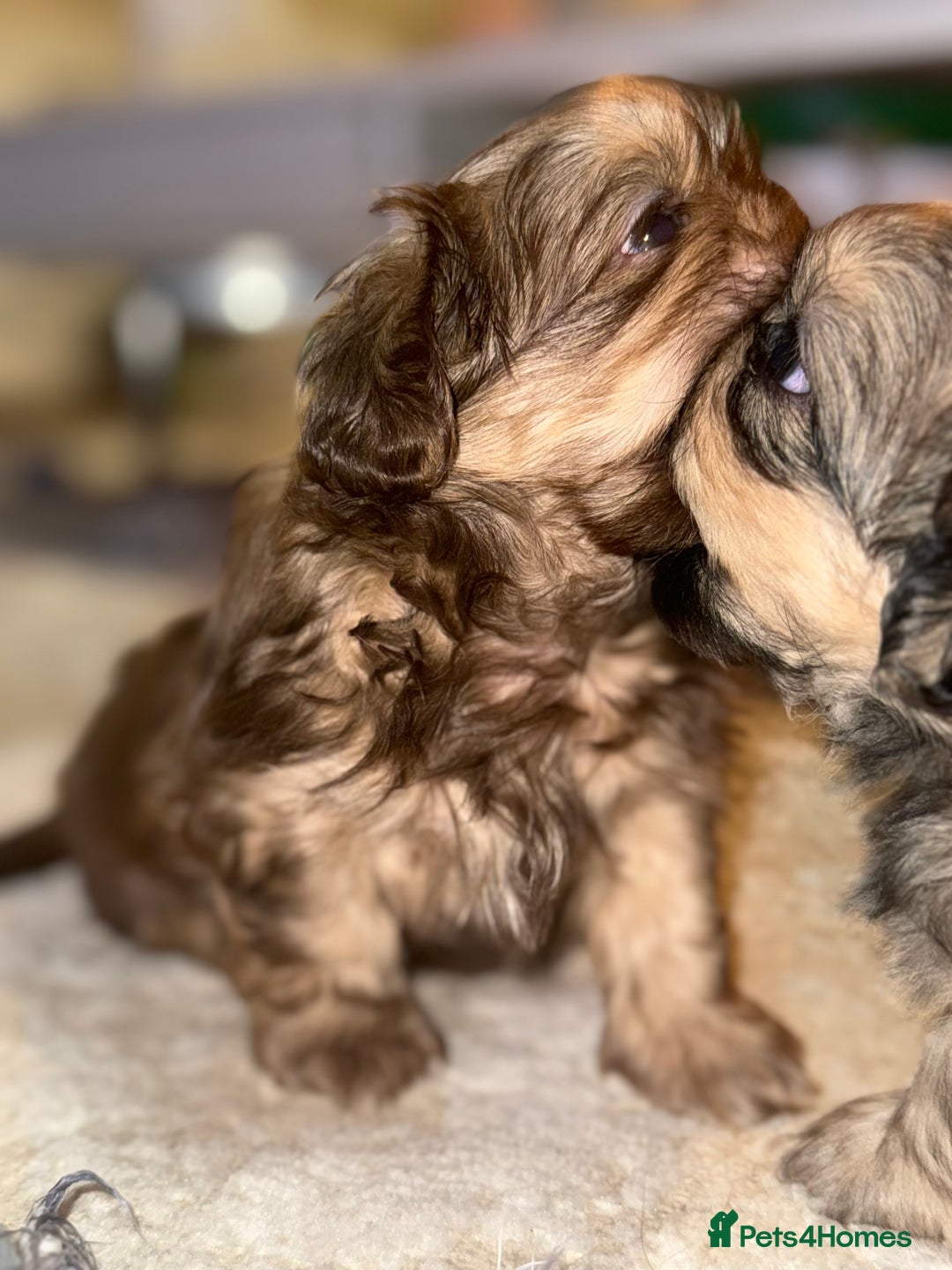 Shih Tzu dogs for sale: Shih tzu  - Advert 2
