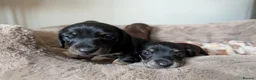 Miniature Dachshund dogs for sale: Miniature Dachshund Puppies - Advert 5