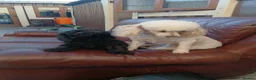 Cavapoo dogs for sale: Cavapoo  in Manchester - Advert 4