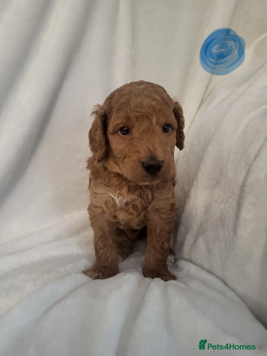 Cockapoo dogs for sale: F1bb show type cockapoo  - Advert 2