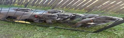 Cane Corso dogs for sale: Champion Bloodline Cane Corso Puppies - Advert 14