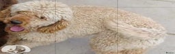 Miniature Poodle dogs for stud: mintiure poodle stud only kc health tested in Ely - Advert 3