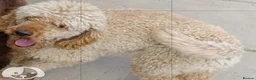 Miniature Poodle dogs for stud: mintiure poodle stud only kc health tested in Ely - Advert 3
