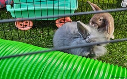 Mini Lion Lop rabbits for sale: Mini lop cross lionhead/mini lop - Image 5