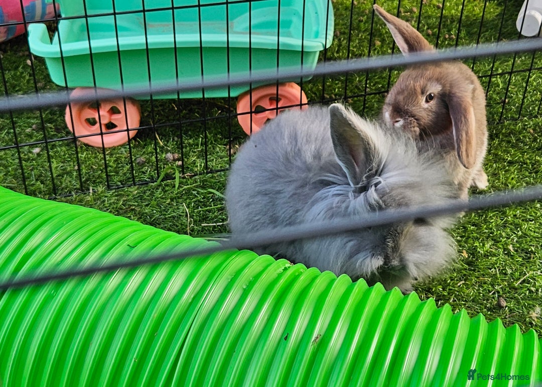 Mini Lion Lop rabbits for sale: Mini lop cross lionhead/mini lop - Image 5