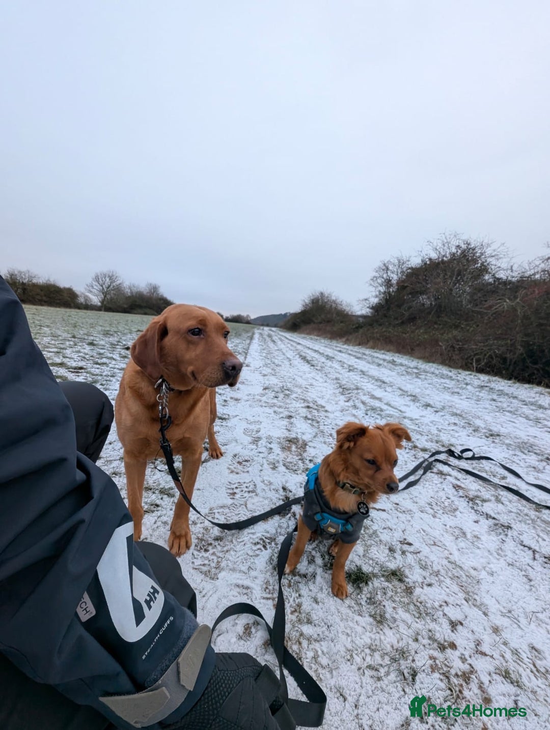 Labrador Retriever dogs for sale: RESERVED Reeva Fox Red Labrador  - Advert 2