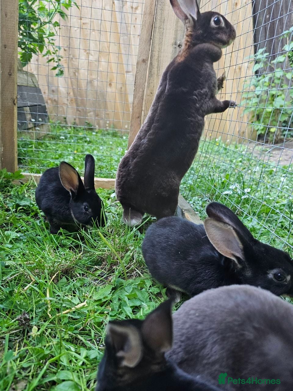 Rex rabbits Beautiful Purebred Rex Rabbits Babies - Advert 6