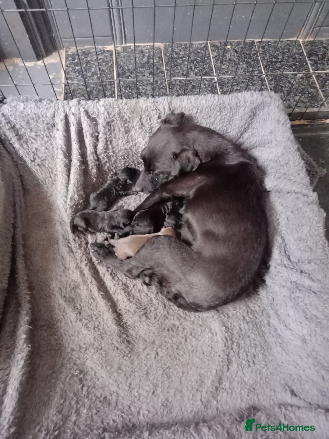 Patterdale Terrier dogs for sale: Patterdale pups for sale ready now - Image 35