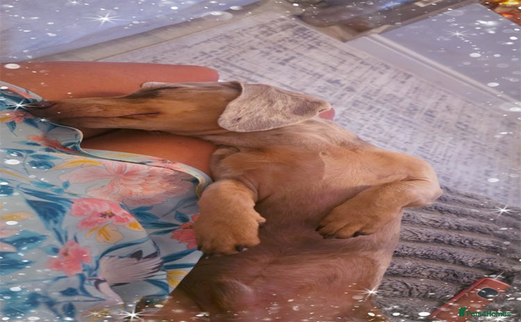 Miniature Dachshund dogs - Advert 2