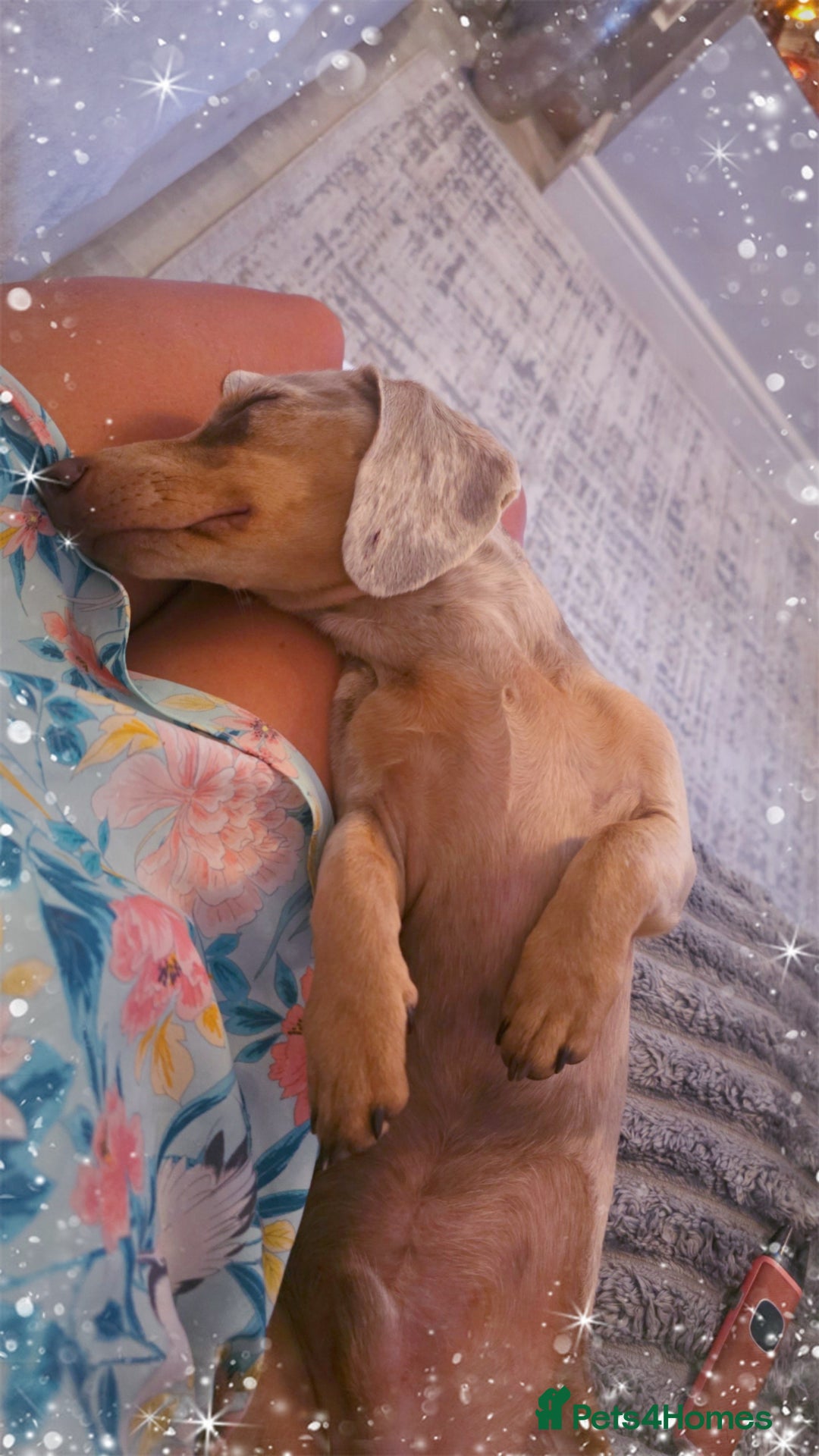 Miniature Dachshund dogs for sale: Lilac dapple Minature Daschaund - Image 3