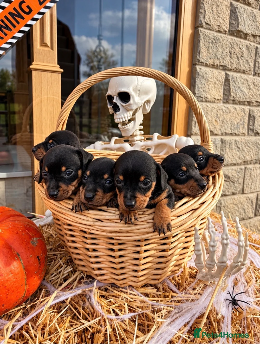 Jackshund dogs for sale: Miniature Jackshunds ✨  - Advert 1