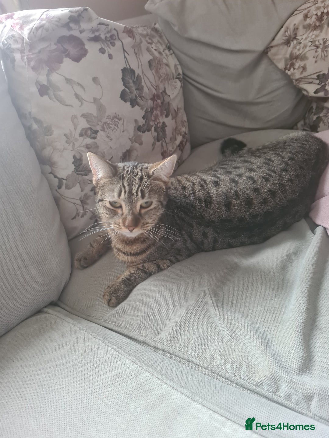 Mixed Breed cats for sale: Kitty - 1 year old, Tabby Cat - Advert 2