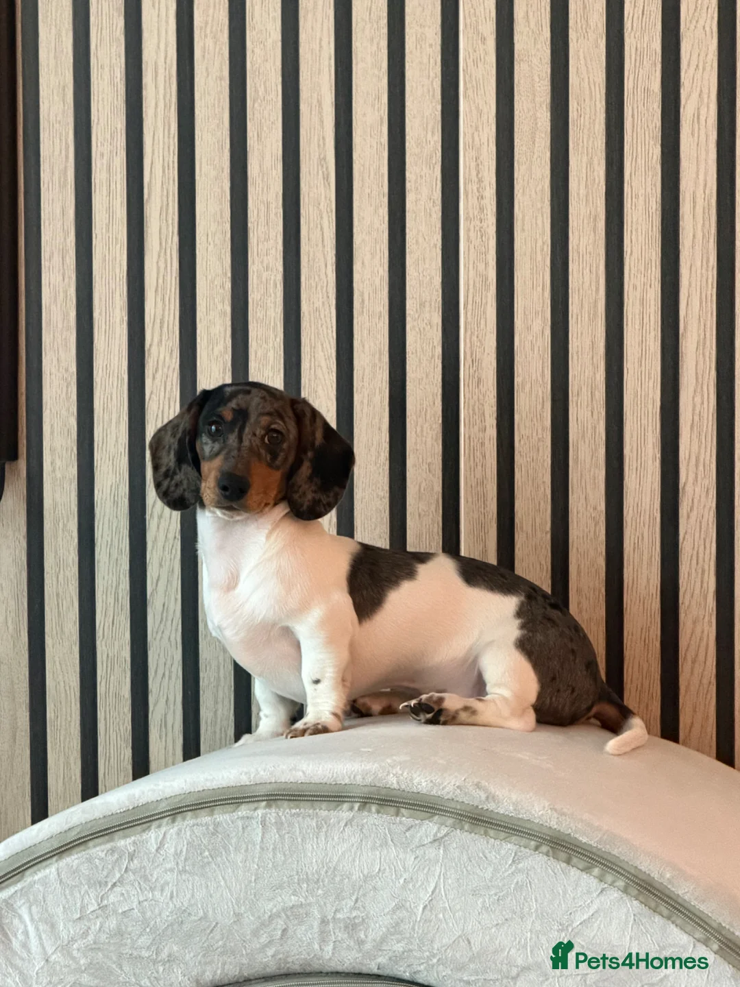 Miniature Dachshund dogs for sale: Miniature dachshund Tri Dapple - Advert 7