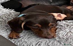 Miniature Dachshund dogs for sale: Chocolate & Tan Girl - Image 2