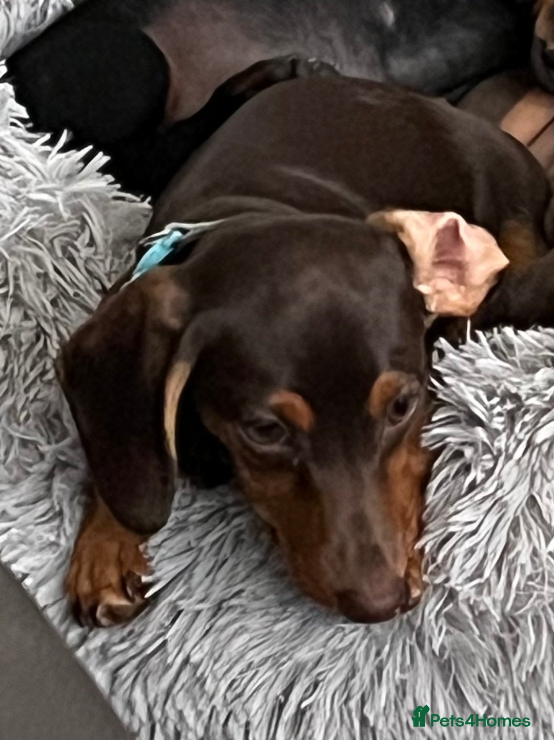 Miniature Dachshund dogs for sale: Chocolate & Tan Girl - Image 2