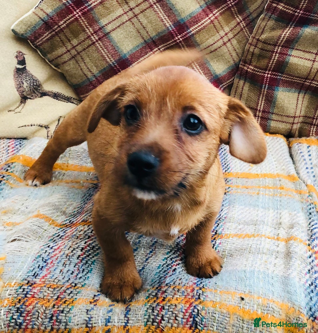 Norfolk Terrier dogs for sale: Stubleywood 3/4 Norfolk puppies - Image 16