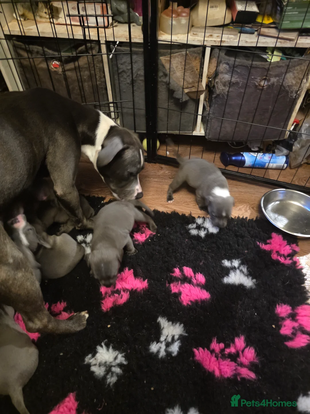 Staffordshire Bull Terrier dogs for sale: Staffy puppy - Advert 8