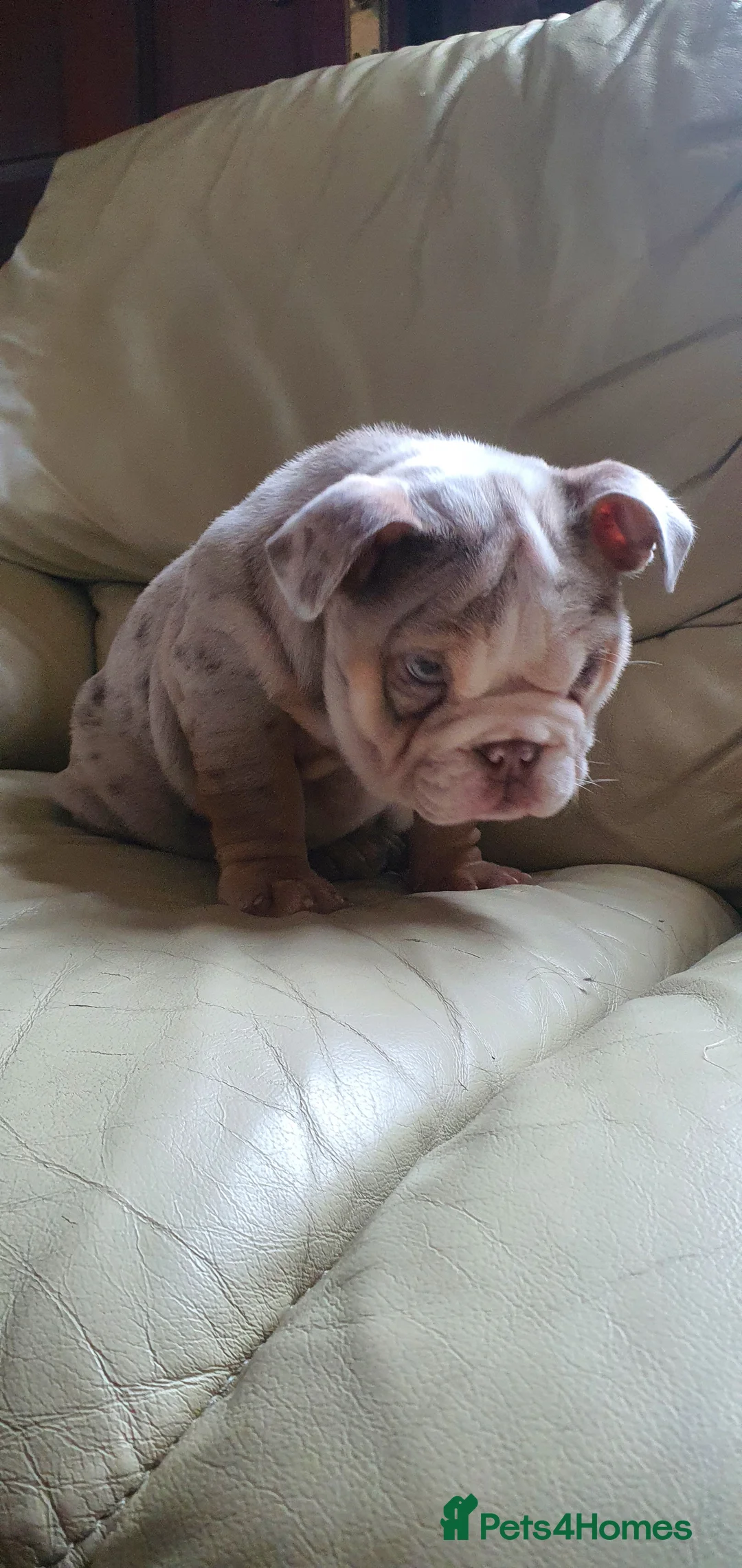 English Bulldog dogs for sale: Lovely lilac and tan Merle girl - Advert 6