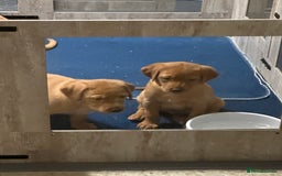 Labrador Retriever dogs for sale: Fox red lab girls available  - Advert 2