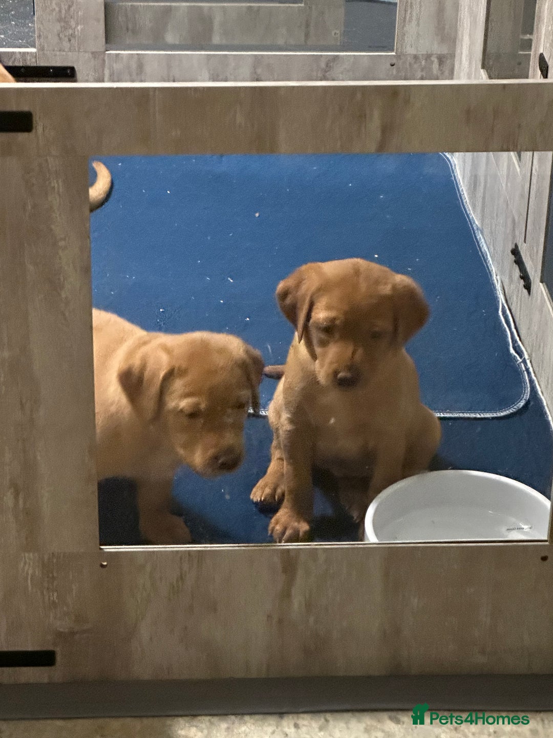 Labrador Retriever dogs for sale: Fox red lab girls available  - Advert 2