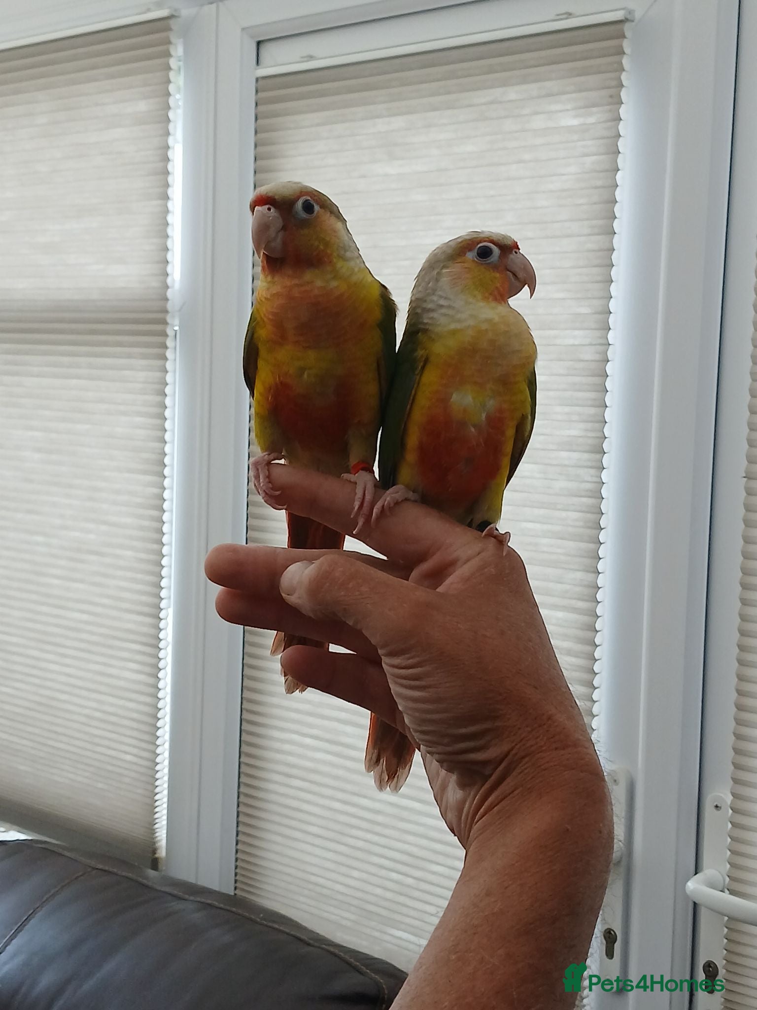Conures birds Tame pineapple conures hand reared  - Advert 1