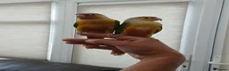 Conures birds for sale: Tame pineapple conures hand reared  in Chippenham - Advert 1