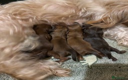 Shih Tzu dogs for sale: Imperial shih tzu puppies - Image 1