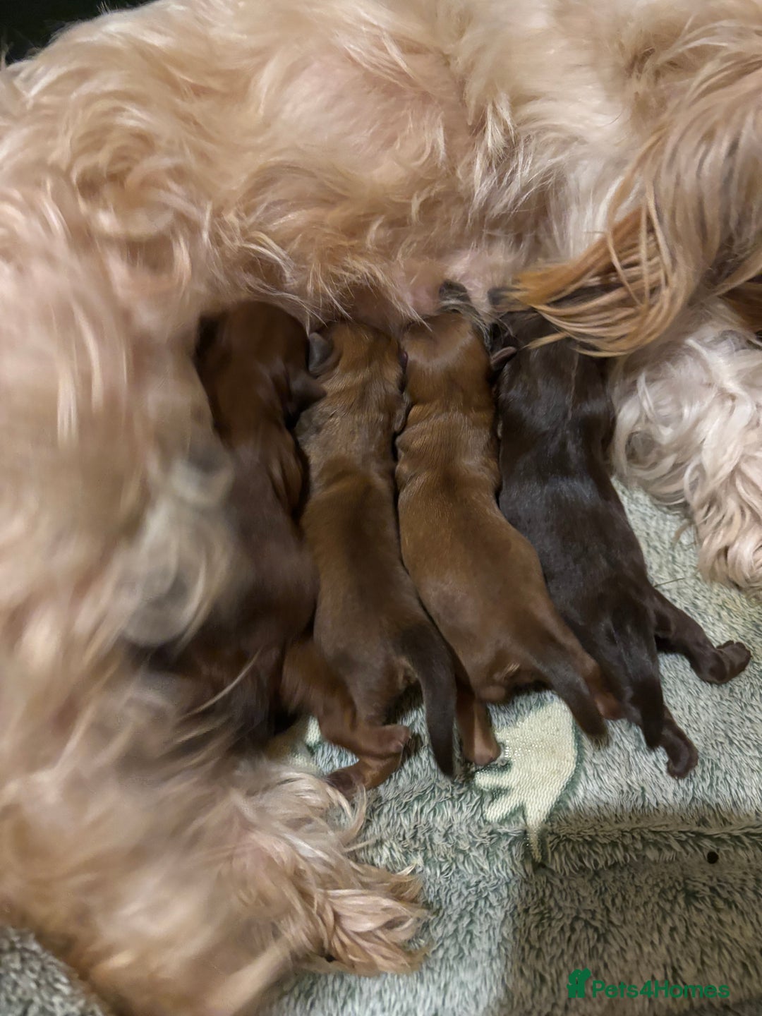 Shih Tzu dogs for sale: Imperial shih tzu puppies - Image 1
