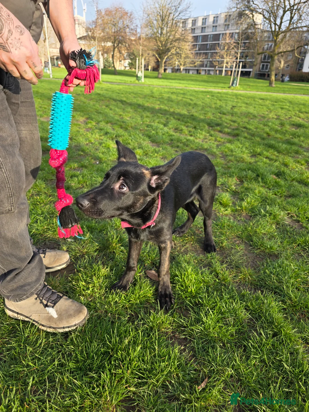 German Shepherd dogs for sale: GSD Girl Pup in Yateley - Advert 5