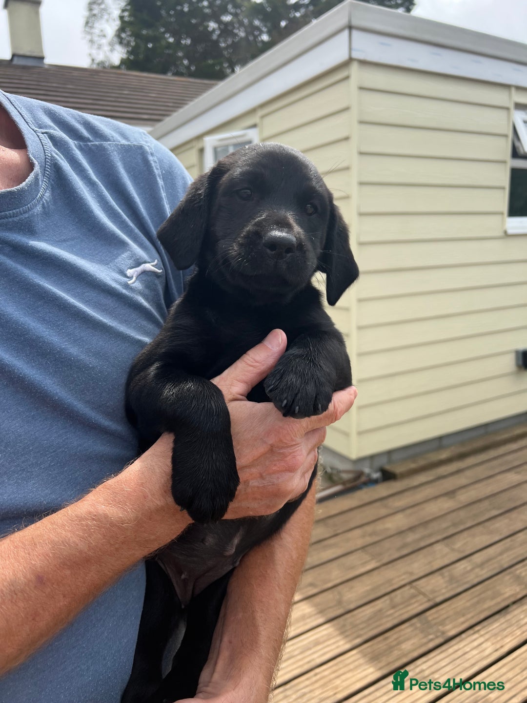 Labrador Retriever dogs for sale: KC registered Labrador puppies. in Plymouth - Image 19