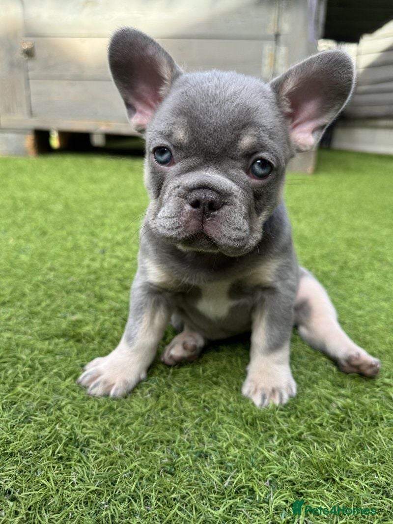 French Bulldog dogs Stunning French Bulldog Puppies for sale. - Advert 14