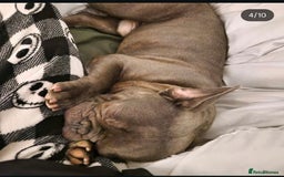 French Bulldog dogs for sale: Rehome - Advert 7