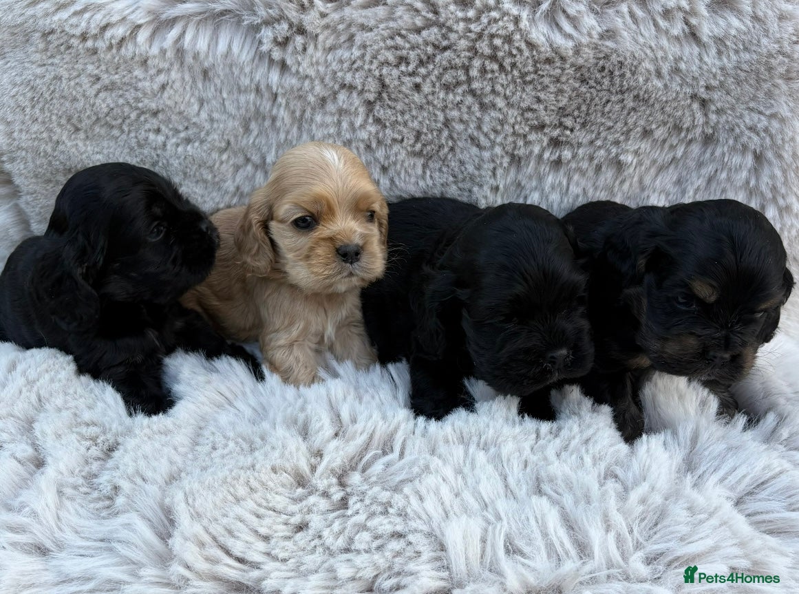 American Cocker Spaniel dogs Quality kc reg American cocker spaniel puppy’s  - Advert 1